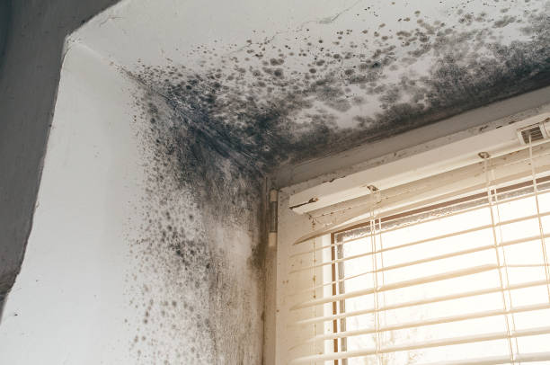 Affordable Mold Cleanup solutions in Eure, NC